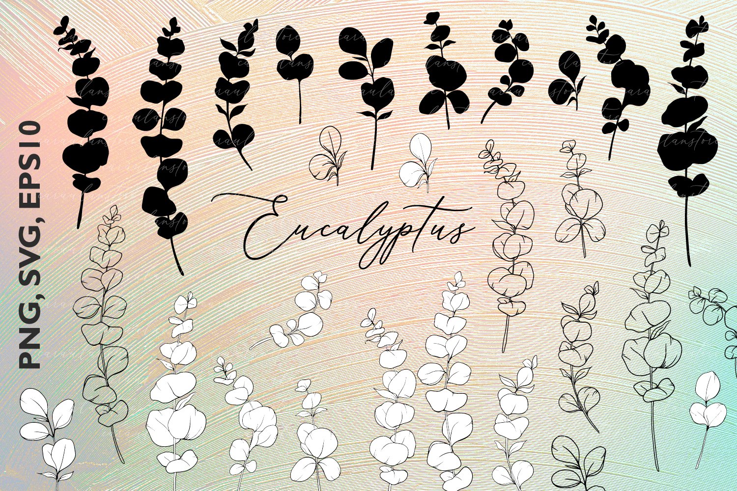 Eucalyptus SVG, Eucalyptus silhouette SVG, PNG, EPS10