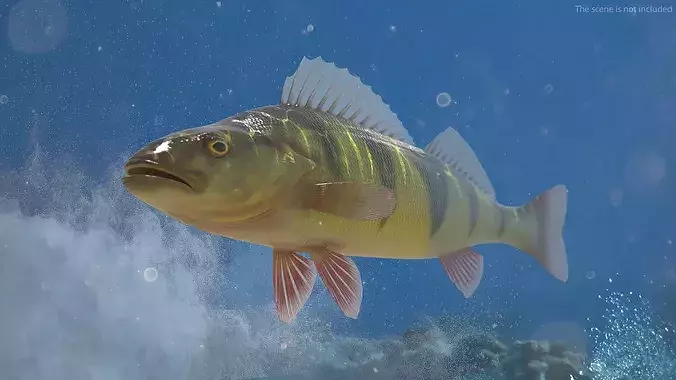 Yellow Perch Fish Rigged 3D model 3