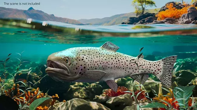 Silvery Rainbow Trout Fish Rigged for Maya 3D model